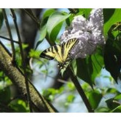 Suzanne Travisano's photo