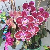 Darlene Lore's photo
