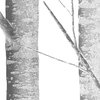 Birch Tree Peel and Stick Vinyl Wallpaper, Gray, 24"x108"