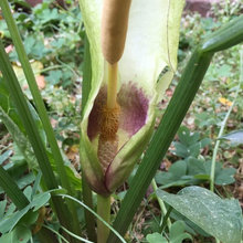 Hosta (unknown species)