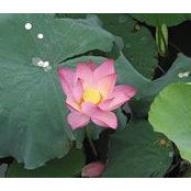 Zhou Broadwell's photo