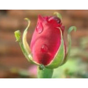 Shan Kumar's photo