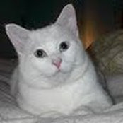 Joanne Pearcey's photo