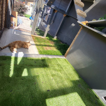 The Purr-fect Playground✨