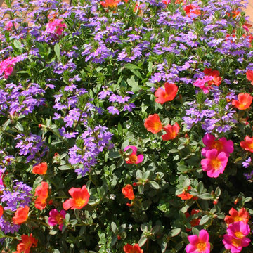 Annual Gardens and Containers