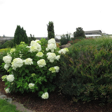 Royal Star™ Phantom Hydrangea