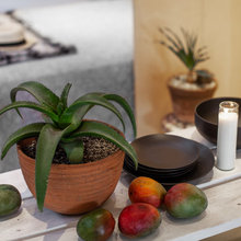 Indoor Plants