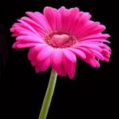 Sheree Kearnss foto