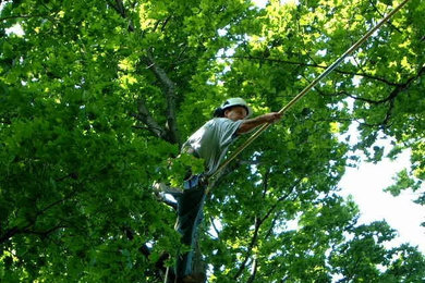 Climber at work Pruning a Sugar Maple in Orangeville