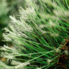 9' x 10" Pre-Lit Mixed Cashmere Pine Artificial Christmas Garland, Color Lights