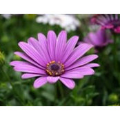Deirdre Adams's photo