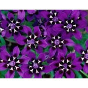 Jacqui Perlman's photo