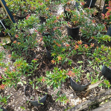 Butterfly Habitat