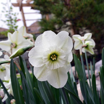 Plants & Miscellaneous Garden life