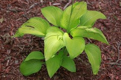 tobacco road hosta Tobacco Road anyone?