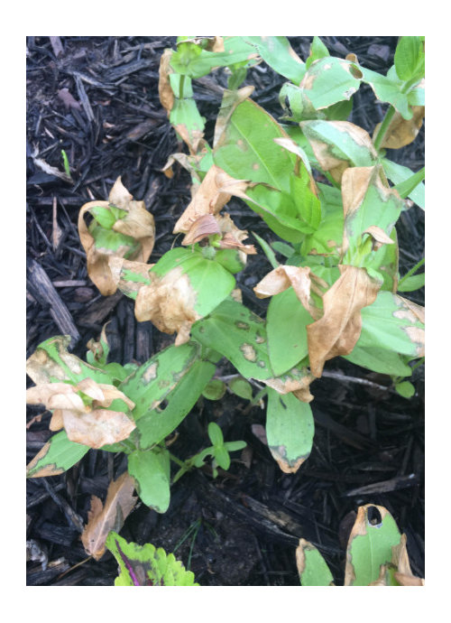 What is happening to my Zinnias? Brown leaves overnight.