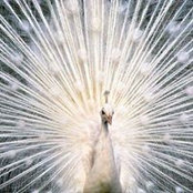 Bora Bicakci's photo