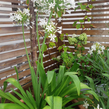 L'Agapanthe en fleurs en été...