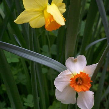 Narcisi