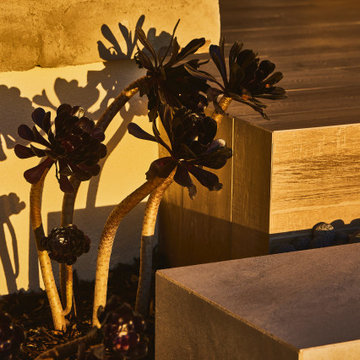 Eucalyptus Landscape