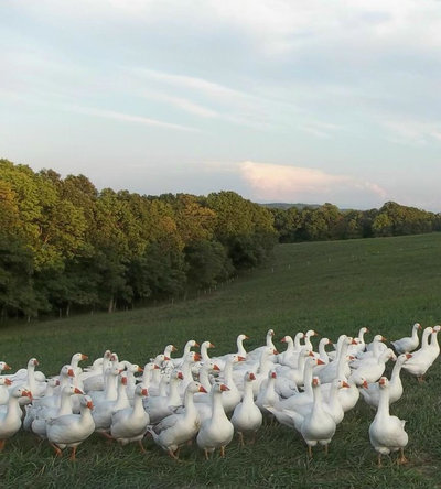 Farmhouse Landscape gosherd