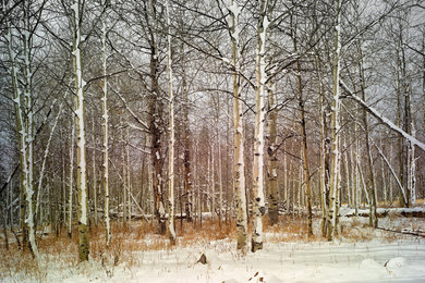 'First Snow' print on paper or canvas. 30 x 42"