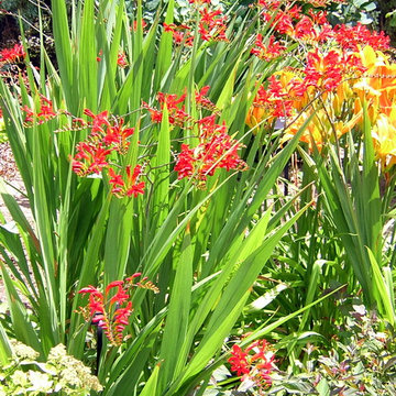 Plants and Plant Combinations