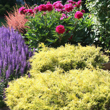 Backyard Evergreen & Perennial Garden Design