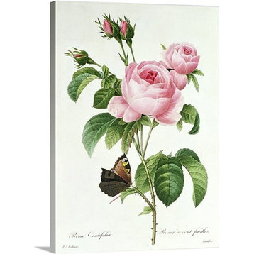 "Rosa Centifolia" Premium Thick-Wrap Canvas Wall Art, 18"x24"