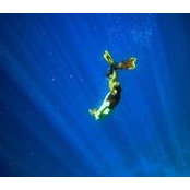 David-Michael Bridges's photo