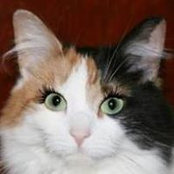 Robert Cat's photo