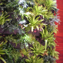 Landscape Ideas