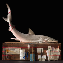 Shark - Photographs