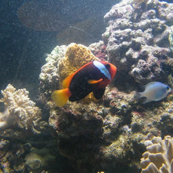 Fresh water and marine fish - Products