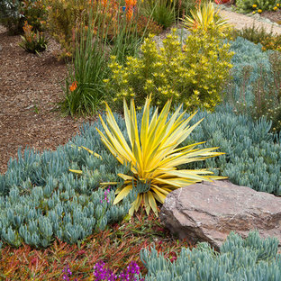 サンルイスオビスポの秋の地中海スタイルのおしゃれな前庭 (日向、ゼリスケープ) の写真