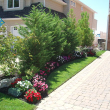 landscape - Leyland Cypress