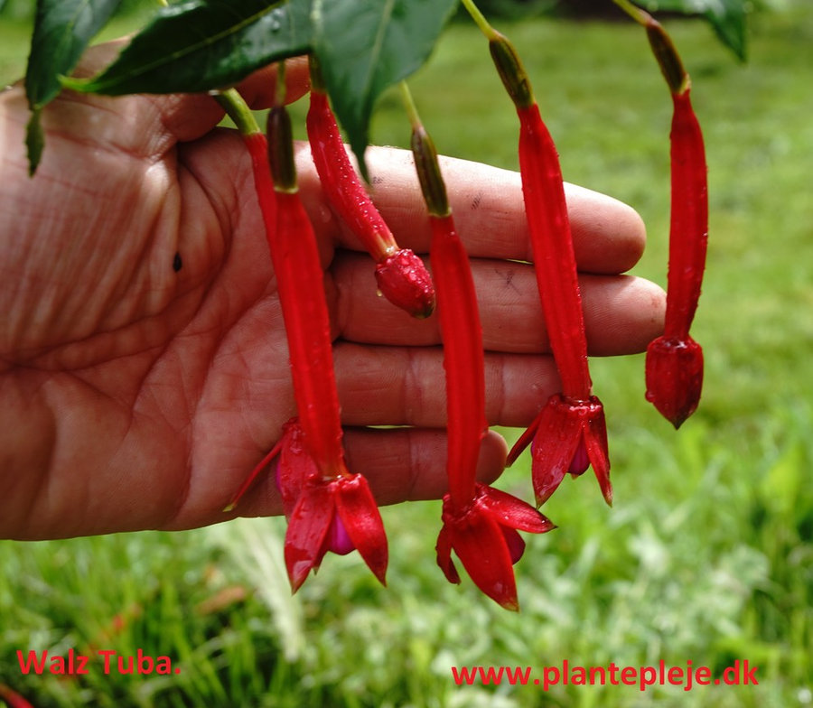 Fuchsia liste 2020 (her ses fotos af en mindre del af de fuchsia vi producere)