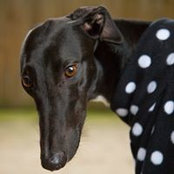 Alison Laird's photo