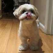 Alexis Platis Singer's photo