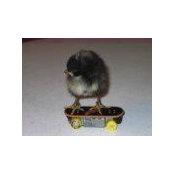 Carys Kresny's photo