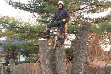 Tree Removal