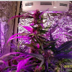 LED Aquarium Light - Products