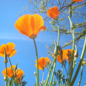 California Native Plants