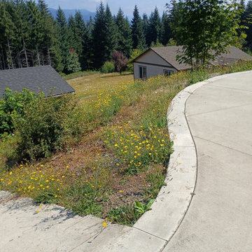 Landscape Cleanup and Ground Preparation