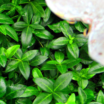 Groundcover