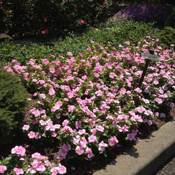 Annual Color