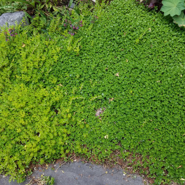 Small Urban Garden