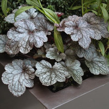 Individual Plants