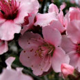The Garden Artist LLC's profile photo