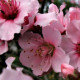 The Garden Artist LLC The Garden Artist LLC